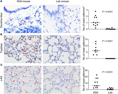 Mast Cells Are Identified in the Lung Parenchyma of Wild Mice, Which Can Be Recapitulated in Naturalized Laboratory Mice